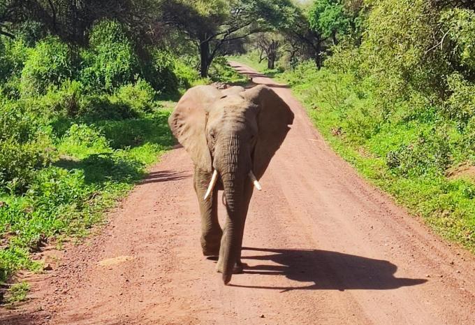 Kenia & Tansania - Safari