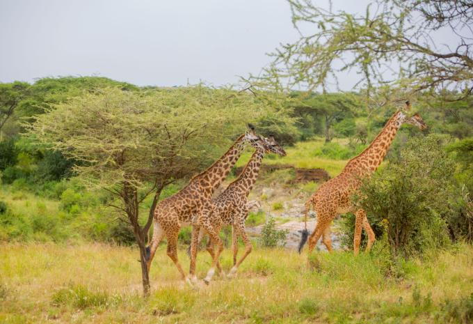 Kenia & Tansania - Safari