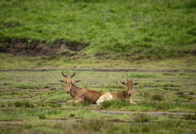 Kenia & Tansania - Safari