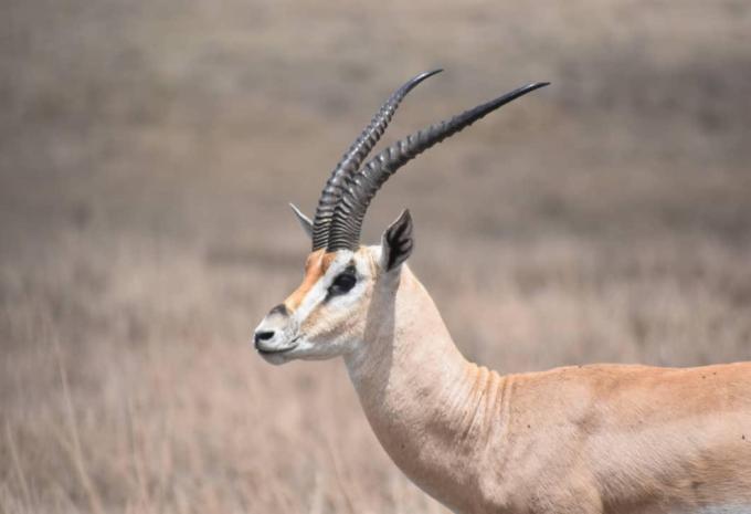 Kenia & Tansania - Safari