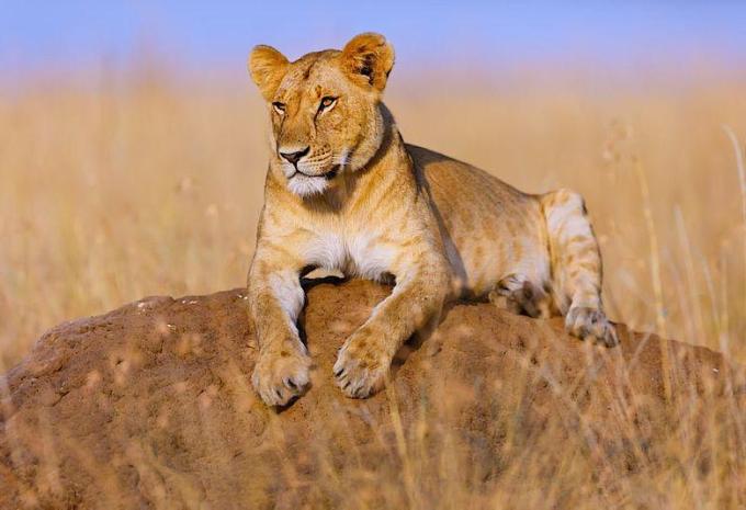 Kenia & Tansania - Safari