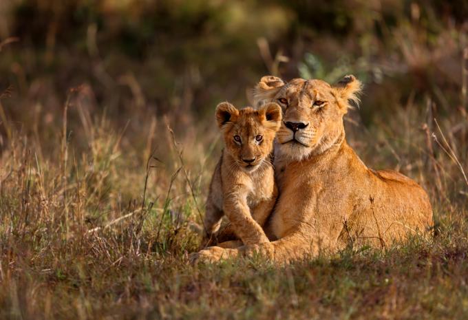 Kenia & Tansania - Safari