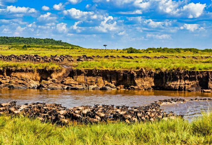 Kenia & Tansania - Safari