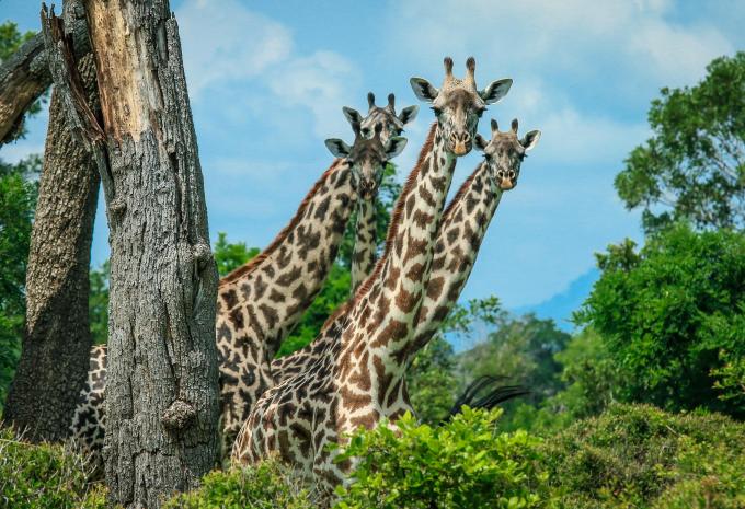 Tansania & Sansibar - Safari & Baden