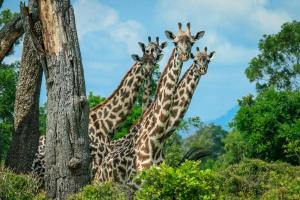 Tansania & Sansibar - Safari & Baden