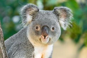 Tiergarten Schönbrunn