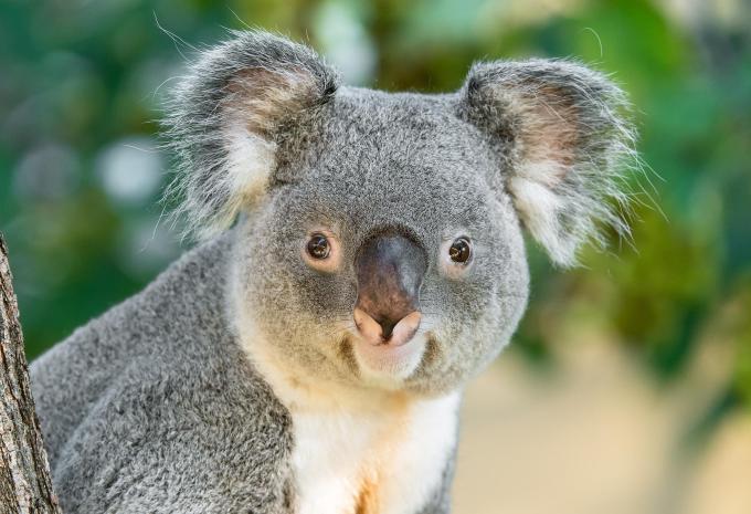 Tiergarten Schönbrunn