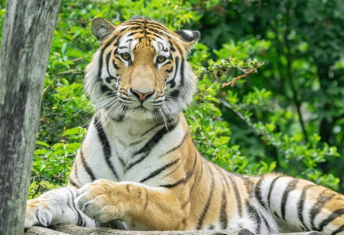 Tiergarten Schönbrunn