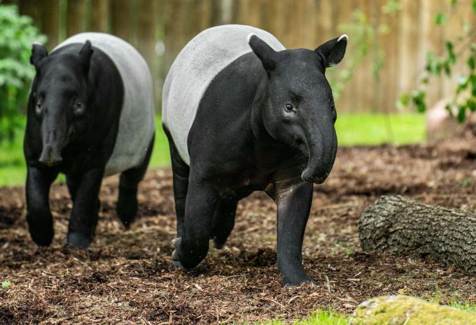 Tiergarten Nürnberg