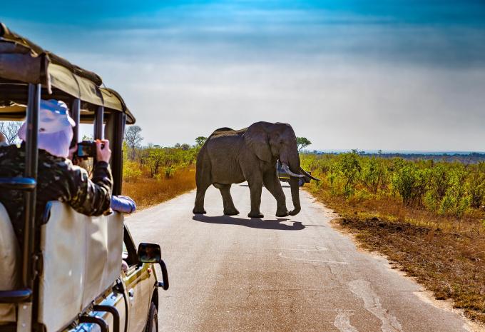 Safari, Südafrika