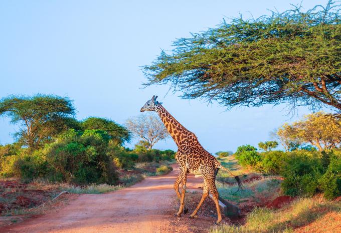 Tsavo East National Park