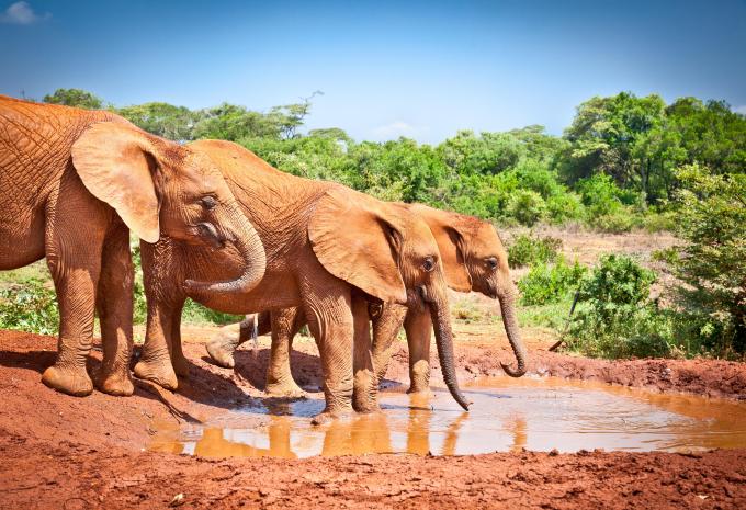 Tsavo East National Park