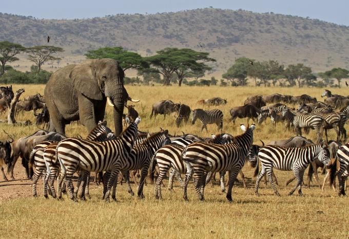 Tansania & Sansibar - Safari & Baden