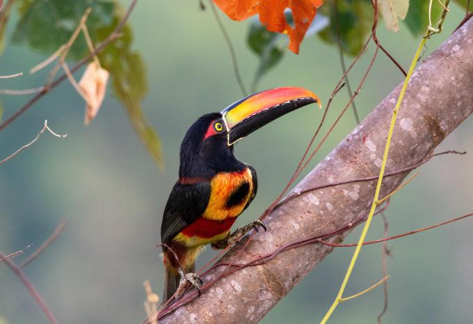Costa Rica - Rundreise & Baden