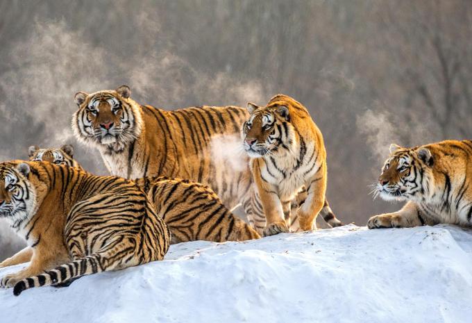 Rundreise Kultur & Winterspaß in Nordostchina