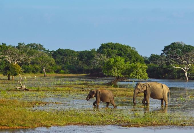 Yala Nationalpark