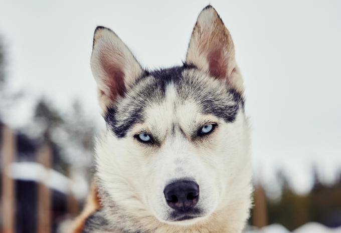 Husky