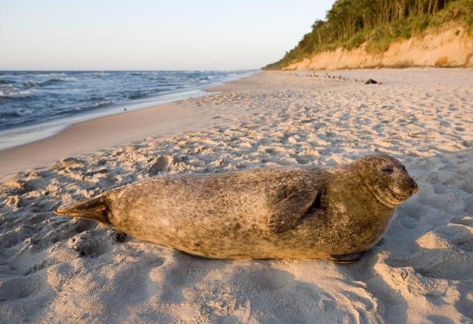 Ostsee - Seebäder & Nationalpark - Radtour