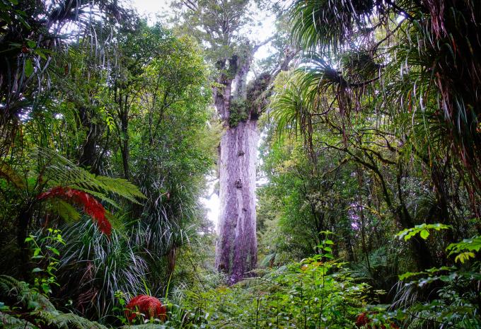 Waipoa Forest