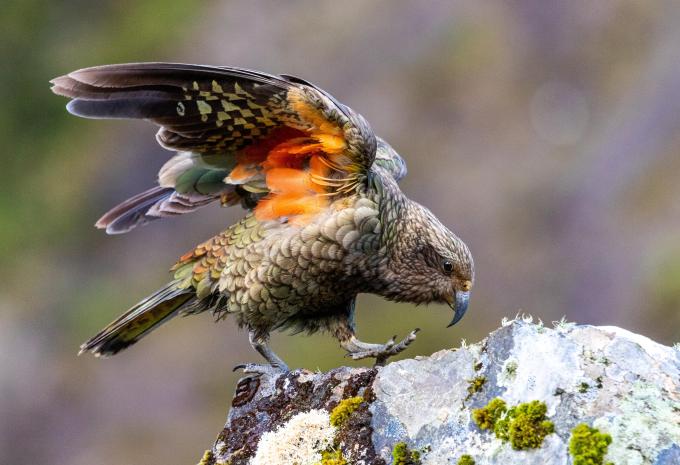 Kea (Bergpapagei)