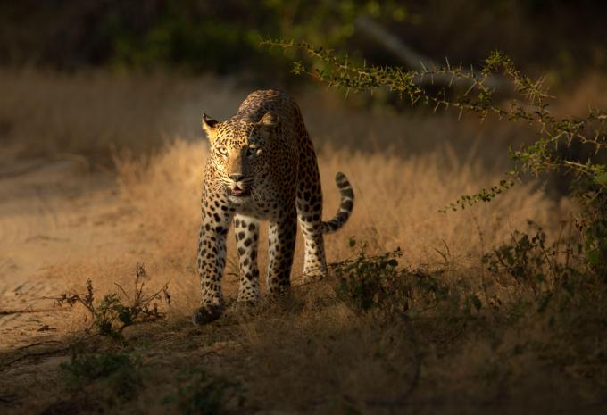 Yala Nationalpark