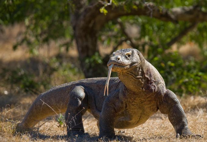 Komodo, Indonesien