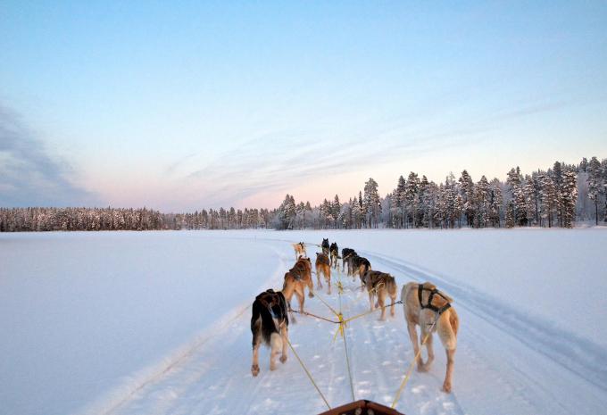 Huskysafari