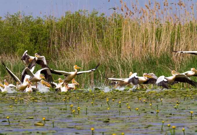 Donaudelta