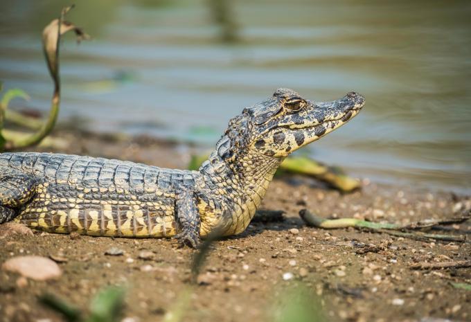 Brasilien - Rundreise inkl. Amazonas & Baden