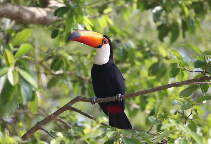 Brasilien - Rundreise inkl. Amazonas & Baden