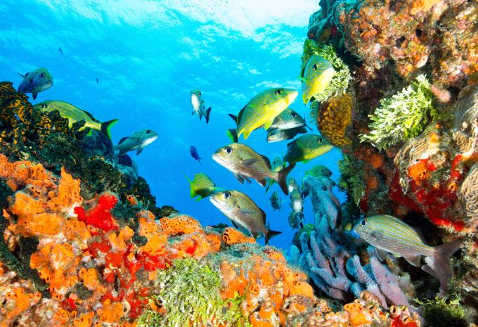 Cozumel