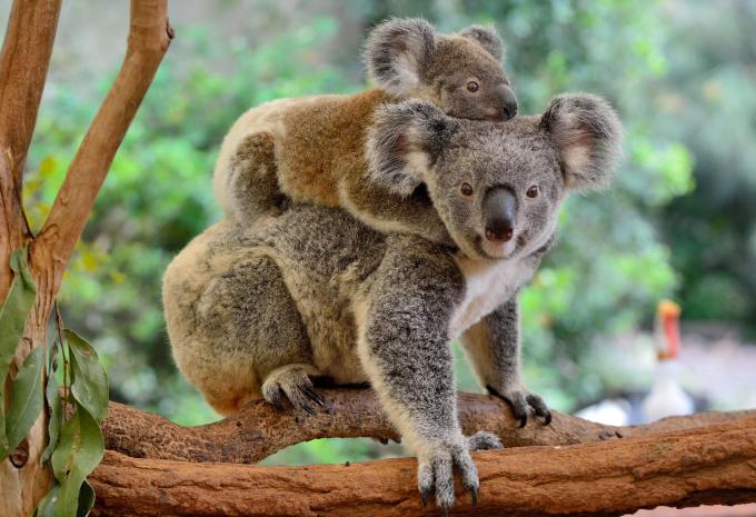Australien