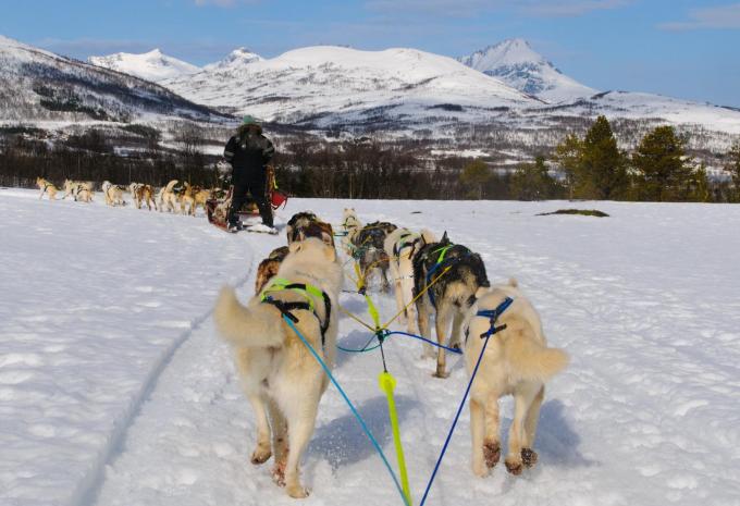 Schlittenhunde
