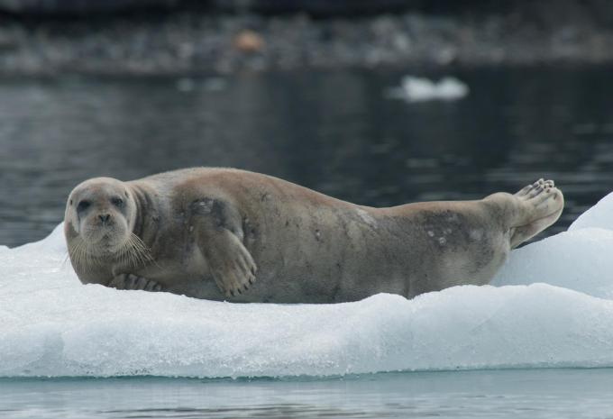 Spitzbergen