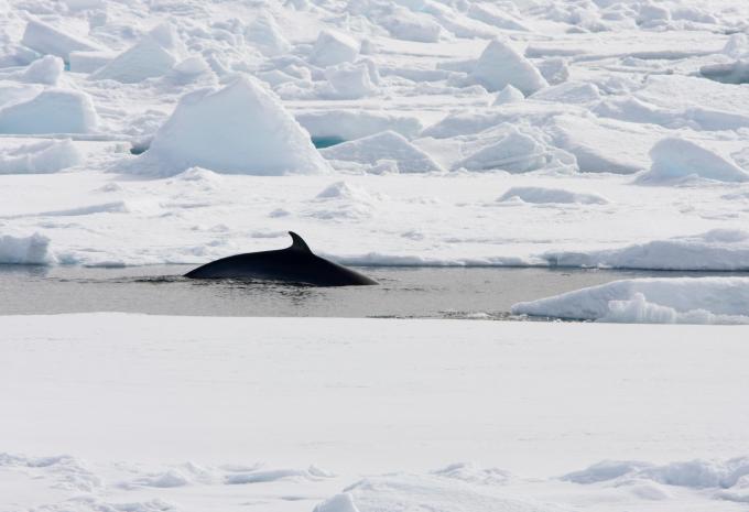 Spitzbergen