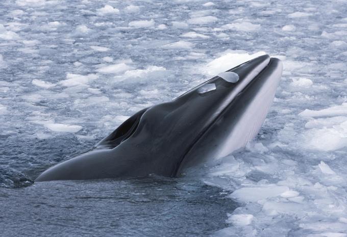 Spitzbergen