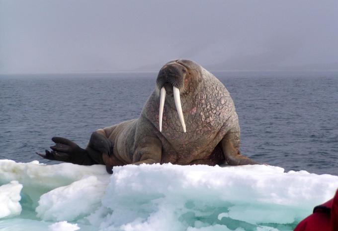Spitzbergen