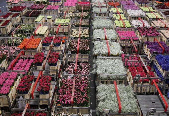 Blumenauktion in Aalsmeer